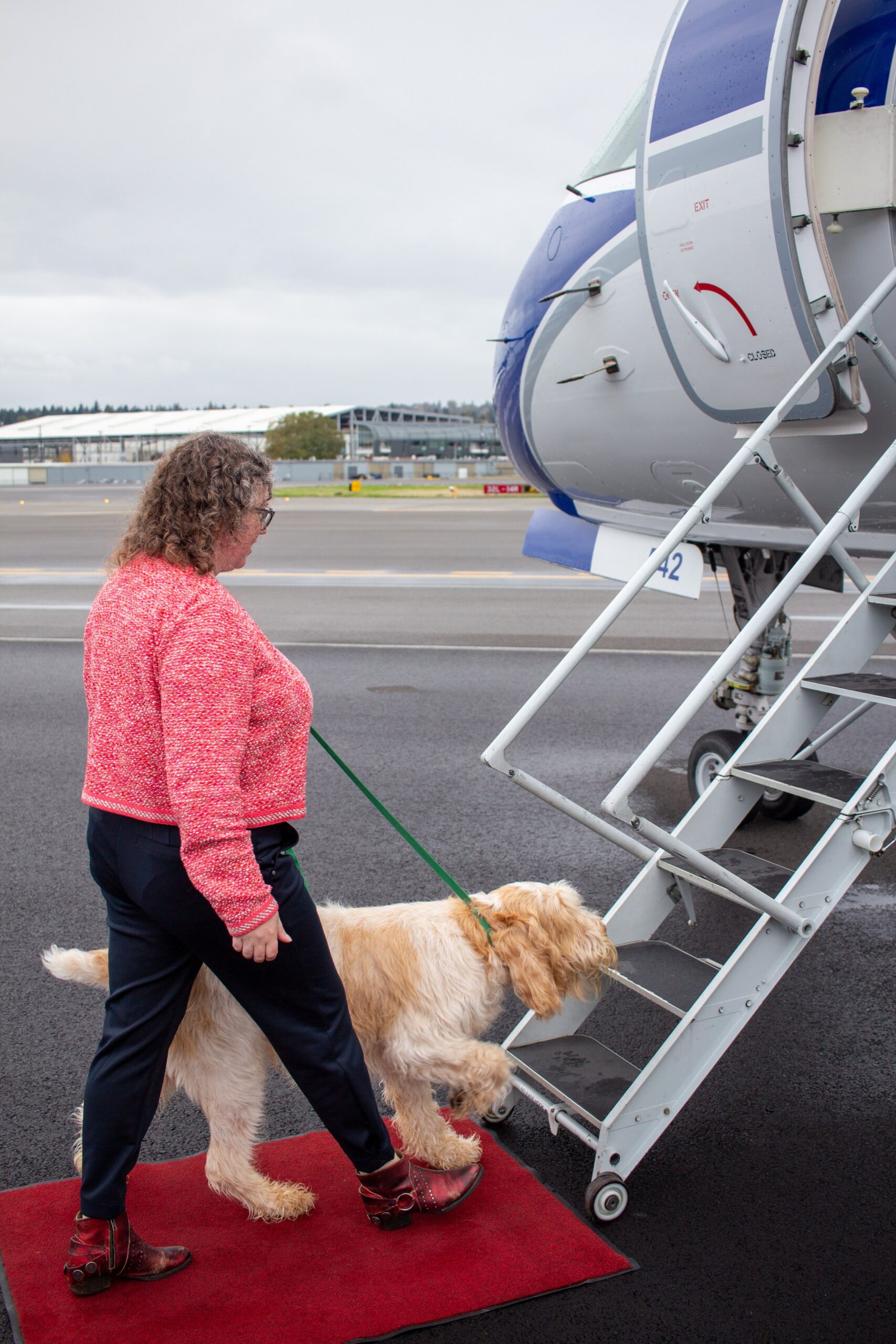 professional athlete pet transportation professional athlete pet transportation
